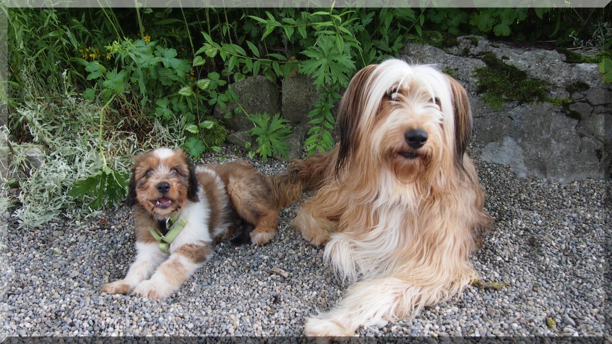 Wäller von der Straubenhalde